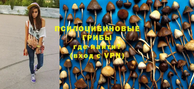 Галлюциногенные грибы Psilocybe  как найти закладки  Котовск 